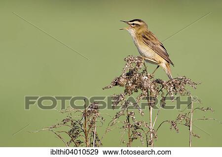 "Sedge Warbler (Acrocephalus schoenobaenus), territorial singing, Middle Elbe Biosphere Reserve, Saxony-Anhalt, Germany, Europe" View Large Photo Image Stock Photo - "Sedge Warbler (Acrocephalus schoenobaenus), territorial singing, Middle Elbe Biosphere Reserve, Saxony-Anhalt, Germany, Europe". Fotosearch