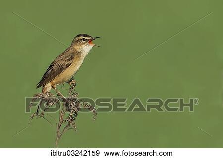 "Sedge Warbler (Acrocephalus schoenobaenus), singing from a raised lookout, Austria, Europe" View Large Photo Image Stock Photo - "Sedge Warbler (Acrocephalus schoenobaenus), singing from a raised lookout, Austria, Europe". Fotosearch
