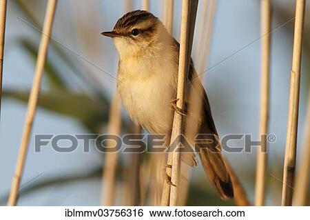 "Sedge Warbler (Acrocephalus schoenobaenus), Lower Saxony, Germany, Europe" View Large Photo Image Stock Photograph - "Sedge Warbler (Acrocephalus schoenobaenus), Lower Saxony, Germany, Europe". Fotosearch