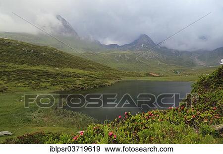 "Seebersee lake in the Oetztal Alps, with Hairy Alpenroses (Rhododendron hirsutum) at the front, Moos in Passeier, South Tyrol province, Trentino-Alto Adige, Italy, Europe" View Large Photo Image Stock Photo - "Seebersee lake in the Oetztal Alps, with Hairy Alpenroses (Rhododendron hirsutum) at the front, Moos in Passeier, South Tyrol province, Trentino-Alto Adige, Italy, Europe". Fotosearch