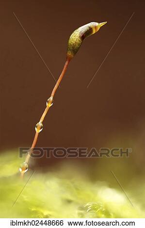 "Seed capsule of a moss, Bad Hersfeld, Hesse, Germany, Europe" View Large Photo Image Stock Photograph - "Seed capsule of a moss, Bad Hersfeld, Hesse, Germany, Europe". Fotosearch