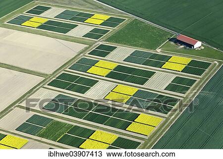 "Seed fields of rape and green plants, Lusse, Brandenburg, Germany, Europe" View Large Photo Image Stock Image - "Seed fields of rape and green plants, Lusse, Brandenburg, Germany, Europe". Fotosearch