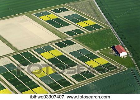"Seed fields of rape and green plants, Lusse, Brandenburg, Germany, Europe" View Large Photo Image Stock Photo - "Seed fields of rape and green plants, Lusse, Brandenburg, Germany, Europe". Fotosearch
