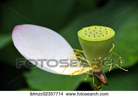 "Seed pod of the lotus flower (Nelumbo) with one remaining petal, Botanical Gardens, Erlangen, Middle Franconia, Bavaria, Germany, Europe" View Large Photo Image Picture - "Seed pod of the lotus flower (Nelumbo) with one remaining petal, Botanical Gardens, Erlangen, Middle Franconia, Bavaria, Germany, Europe". Fotosearch