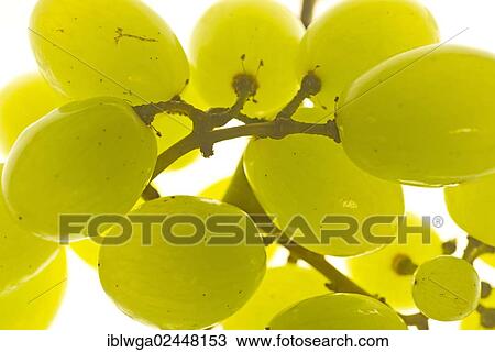 Seedless white grapes View Large Photo Image Stock Image - Seedless white grapes. Fotosearch