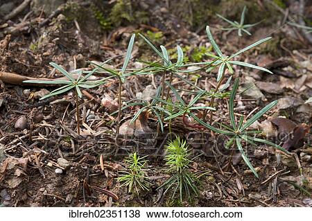 "Seedlings of Norway Spruce (Picea abies), front, seedlings of Silver Fir (Abies alba), rear, Hopfgarten, Tyrol, Austria, Europe" View Large Photo Image Stock Photo - "Seedlings of Norway Spruce (Picea abies), front, seedlings of Silver Fir (Abies alba), rear, Hopfgarten, Tyrol, Austria, Europe". Fotosearch