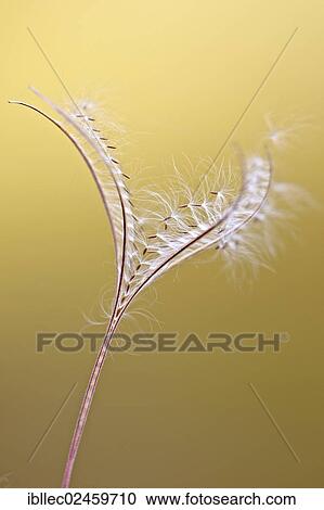 "Seeds in the wind, Tyrol, Austria, Europe" View Large Photo Image Stock Image - "Seeds in the wind, Tyrol, Austria, Europe". Fotosearch