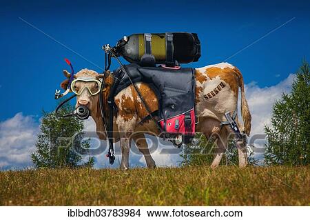 Picture - "Seekuh"""", cow with scuba-diving equipment standing on an alpine pasture, montage, Carinthia, Austria, Europe". Fotosearch