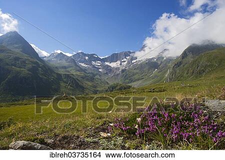 "Seewertal valley, Heather (Calluna vulgaris) in the foreground, Seewertal, Otztaler Alpen, South Tyrol province, Trentino-Alto Adige, Italy, Europe" View Large Photo Image Picture - "Seewertal valley, Heather (Calluna vulgaris) in the foreground, Seewertal, Otztaler Alpen, South Tyrol province, Trentino-Alto Adige, Italy, Europe". Fotosearch