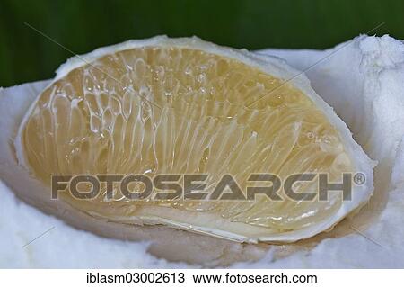 Segment of a pomelo fruit View Large Photo Image Stock Image - Segment of a pomelo fruit. Fotosearch