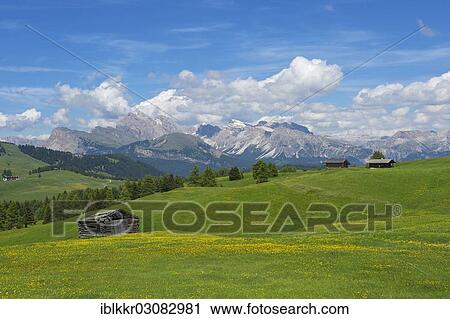 "Seiser Alm alpine pastures in front of the Odle Mountains and Gherdenacia Mountain, Dolomiten, South Tyrol province, Trentino-Alto Adige, Italy, Europe" View Large Photo Image Stock Image - "Seiser Alm alpine pastures in front of the Odle Mountains and Gherdenacia Mountain, Dolomiten, South Tyrol province, Trentino-Alto Adige, Italy, Europe". Fotosearch