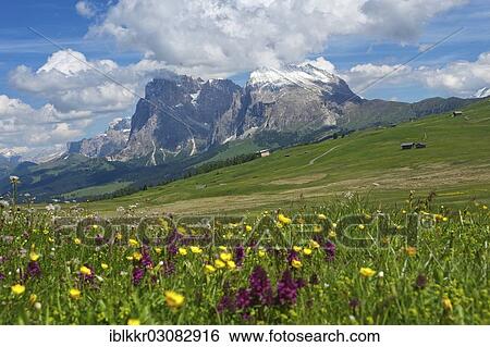 "Seiser Alm alpine pastures in front of Piatto Mountain and Sasso Lungo Mountains, Dolomiten, South Tyrol province, Trentino-Alto Adige, Italy, Europe" View Large Photo Image Stock Photograph - "Seiser Alm alpine pastures in front of Piatto Mountain and Sasso Lungo Mountains, Dolomiten, South Tyrol province, Trentino-Alto Adige, Italy, Europe". Fotosearch