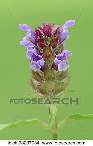 "Self-heal (Prunella vulgaris, Brunella vulgaris), North Rhine-Westphalia, Germany, Europe" View Large Photo Image Picture - "Self-heal (Prunella vulgaris, Brunella vulgaris), North Rhine-Westphalia, Germany, Europe". Fotosearch