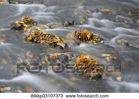"Selke River in autumn, Alexisbad, Saxony-Anhalt, Germany, Europe" View Large Photo Image Stock Image - "Selke River in autumn, Alexisbad, Saxony-Anhalt, Germany, Europe". Fotosearch