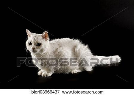 "Selkirk Rex cat, 2 years, curly, colour chinchilla" View Large Photo Image Stock Photo - "Selkirk Rex cat, 2 years, curly, colour chinchilla". Fotosearch