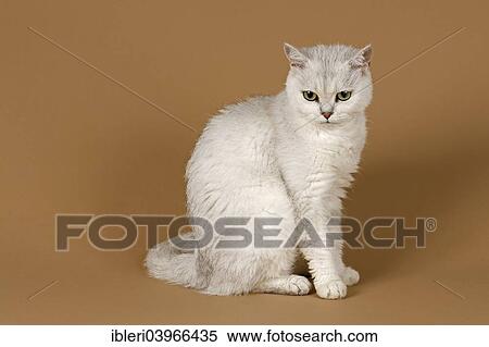 "Selkirk Rex cat, 2 years, curly, colour chinchilla" View Large Photo Image Stock Photography - "Selkirk Rex cat, 2 years, curly, colour chinchilla". Fotosearch