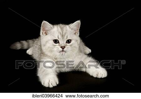 "Selkirk Rex, cat breed, kitten, 8 weeks, fur colour silver shaded, dark, straight haired" View Large Photo Image Picture - "Selkirk Rex, cat breed, kitten, 8 weeks, fur colour silver shaded, dark, straight haired". Fotosearch