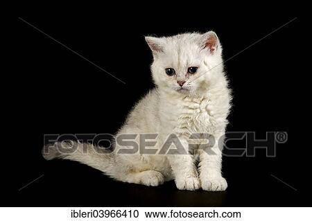 "Selkirk Rex, cat breed, kitten, 8 weeks, fur colour silver shaded, bright, curled hair" View Large Photo Image Stock Image - "Selkirk Rex, cat breed, kitten, 8 weeks, fur colour silver shaded, bright, curled hair". Fotosearch
