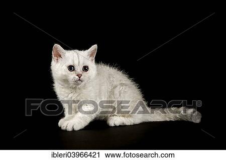"Selkirk Rex, cat breed, kitten, 8 weeks, fur colour silver shaded, bright, curled hair" View Large Photo Image Stock Image - "Selkirk Rex, cat breed, kitten, 8 weeks, fur colour silver shaded, bright, curled hair". Fotosearch