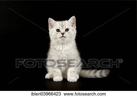 Stock Image - "Selkirk Rex, cat breed, kitten, 8 weeks, fur colour silver shaded, dark, straight haired". Fotosearch