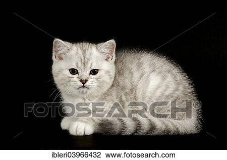 "Selkirk Rex, cat breed, kitten, 8 weeks, fur colour silver shaded, dark, straight haired" View Large Photo Image Stock Image - "Selkirk Rex, cat breed, kitten, 8 weeks, fur colour silver shaded, dark, straight haired". Fotosearch