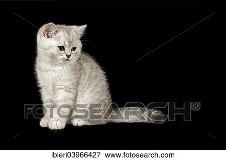 Selkirk Rex Cat Breed Kitten 8 Weeks Fur Colour Silver Shaded Dark Straight Haired Stock Photo Ibleri Fotosearch
