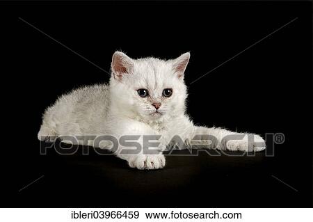 Selkirk Rex Cat Breed Kitten 8 Weeks Fur Colour Silver Shaded Bright Curled Hair Stock Photo Ibleri Fotosearch