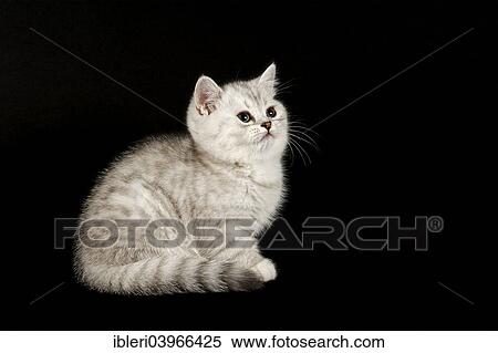Stock Photography - "Selkirk Rex, cat breed, kitten, 8 weeks, fur colour silver shaded, dark, straight haired". Fotosearch