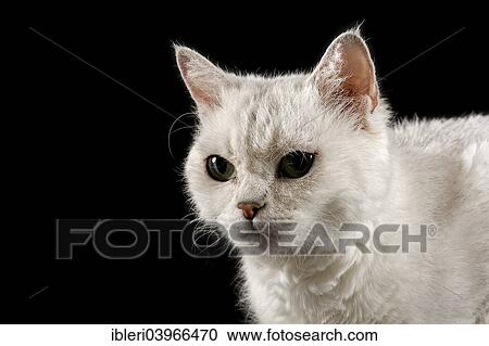 "Selkirk Rex cat, curly, 2 years, Chinchilla color" View Large Photo Image Stock Image - "Selkirk Rex cat, curly, 2 years, Chinchilla color". Fotosearch
