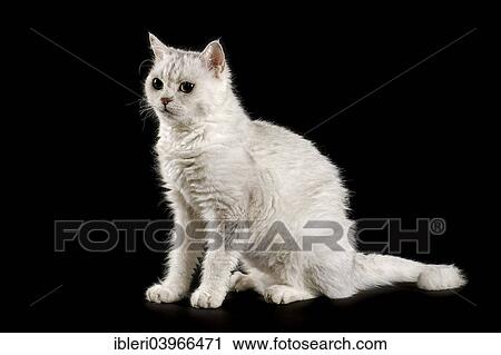 "Selkirk Rex cat, curly, 2 years, Chinchilla color" View Large Photo Image Stock Image - "Selkirk Rex cat, curly, 2 years, Chinchilla color". Fotosearch
