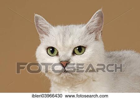 "Selkirk Rex cat, curly, colour chinchilla" View Large Photo Image Stock Image - "Selkirk Rex cat, curly, colour chinchilla". Fotosearch
