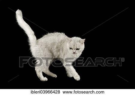 "Selkirk Rex cat, curly, colour chinchilla" View Large Photo Image Stock Photo - "Selkirk Rex cat, curly, colour chinchilla". Fotosearch