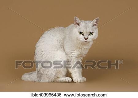 Stock Photograph - "Selkirk Rex cat, curly, colour chinchilla". Fotosearch