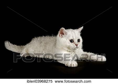 "Selkirk Rex cat, kitten, 8 weeks, colour silver shaded, fair, curly" View Large Photo Image Stock Photography - "Selkirk Rex cat, kitten, 8 weeks, colour silver shaded, fair, curly". Fotosearch