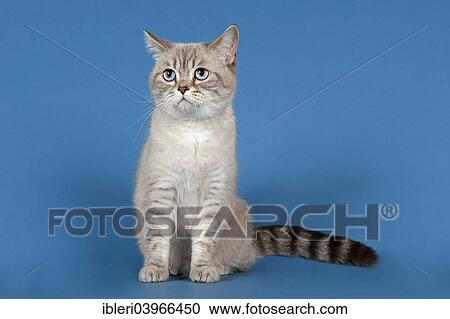 Selkirk Rex cat View Large Photo Image Stock Image - Selkirk Rex cat. Fotosearch