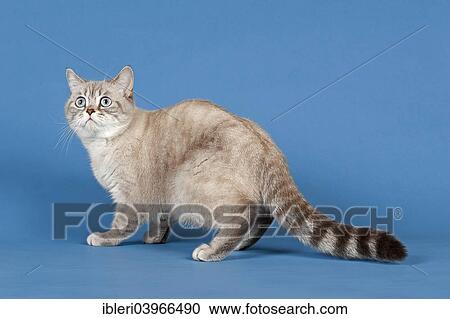 Selkirk Rex cat View Large Photo Image Stock Image - Selkirk Rex cat. Fotosearch
