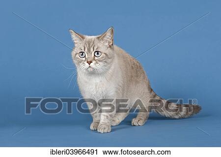 Selkirk Rex cat View Large Photo Image Stock Image - Selkirk Rex cat. Fotosearch