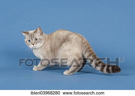 Selkirk Rex cat View Large Photo Image Stock Image - Selkirk Rex cat. Fotosearch