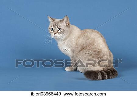 Selkirk Rex cat View Large Photo Image Stock Photo - Selkirk Rex cat. Fotosearch