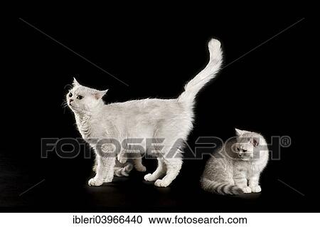 "Selkirk Rex cats, curly, color Chinchilla" View Large Photo Image Stock Image - "Selkirk Rex cats, curly, color Chinchilla". Fotosearch