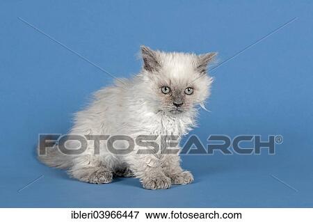 "Selkirk Rex kitten, curly" View Large Photo Image Stock Photo - "Selkirk Rex kitten, curly". Fotosearch