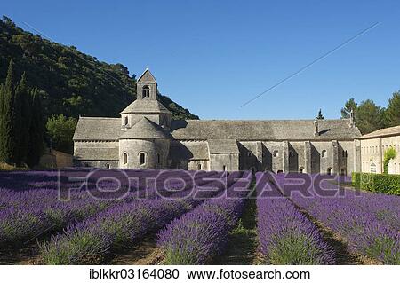 Stock Image - "Senanque Abbey, Cistercian abbey, Abbaye de Senanque with a lavender field, Vaucluse, Provence, Region Provence-Alpes-Cote d? ÇÖAzur, France, Europe". Fotosearch
