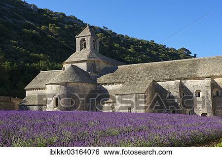 "Senanque Abbey, Cistercian abbey, Abbaye de Senanque with a lavender field, Vaucluse, Provence, Region Provence-Alpes-Cote d? ÇÖAzur, France, Europe" View Large Photo Image Stock Photograph - "Senanque Abbey, Cistercian abbey, Abbaye de Senanque with a lavender field, Vaucluse, Provence, Region Provence-Alpes-Cote d? ÇÖAzur, France, Europe". Fotosearch