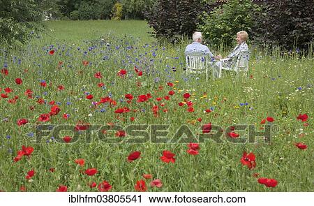 "Senior couple sitting on a meadow with blossoming poppies (Papaver rhoeas), Lower Saxony, Germany, Europe" View Large Photo Image Stock Image - "Senior couple sitting on a meadow with blossoming poppies (Papaver rhoeas), Lower Saxony, Germany, Europe". Fotosearch