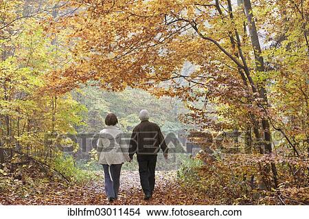 Picture - "Senior couple strolling through a beech forest in autumn, rear view, Waldgebiet Harrl, Bad Eilsen, Lower Saxony, Germany, Europe". Fotosearch