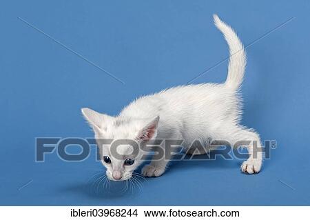 "Serengeti cat, kitten, 4 weeks, white" View Large Photo Image Picture - "Serengeti cat, kitten, 4 weeks, white". Fotosearch