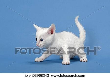 "Serengeti cat, kitten, 4 weeks, white" View Large Photo Image Stock Image - "Serengeti cat, kitten, 4 weeks, white". Fotosearch