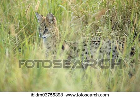"Serval (Felis serval), Kruger National Park, South Africa, Africa" View Large Photo Image Stock Photo - "Serval (Felis serval), Kruger National Park, South Africa, Africa". Fotosearch