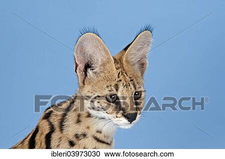 Stock Image - "Serval (Leptailurus serval), 5 months". Fotosearch
