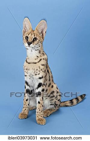 "Serval (Leptailurus serval), 5 months" View Large Photo Image Stock Image - "Serval (Leptailurus serval), 5 months". Fotosearch
